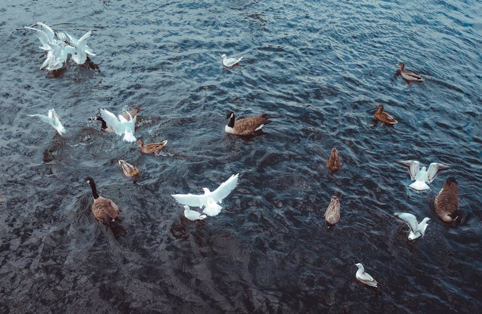 A group of various waterfowl, including several white seagulls with outstretched wings, brown ducks with darker heads, and a black-headed goose, are floating on a dark blue body of water. The surface shows ripples and gentle waves, indicating movement and activity on the water's surface. The scene appears to be outdoors during daylight, with natural lighting highlighting the textures of feathers and the water. This image captures the natural habitat of these birds, commonly seen near coastlines or lakes, and provides a visual context related to outdoor environments. The image could be used in content discussing bird species, outdoor nature scenes, or water-based environments relevant to house removals or relocation services that involve outdoor settings or transportation logistics near water.